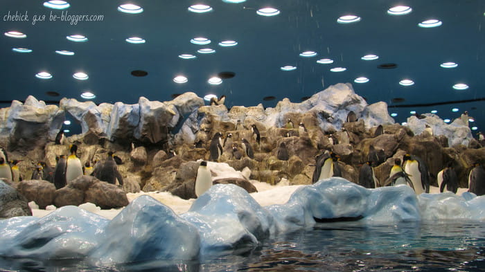 пингвинарий Loro Park, Tenerife